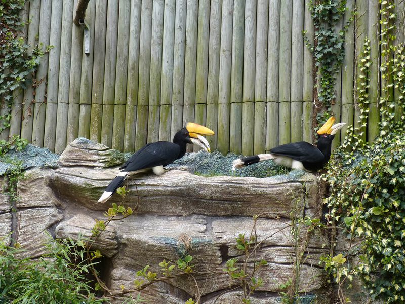 Calao rhinocéros - Animaux extraordinaires du ZooParc Calao rhinocéros - Animaux extraordinaires du ZooParc