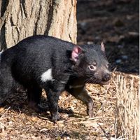 Diable de Tasmanie - Animaux du ZooParc de Beauval