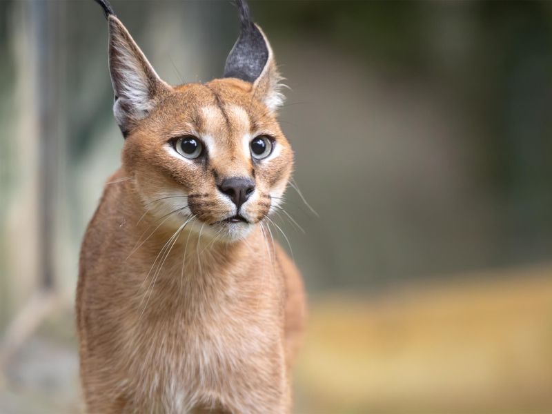 Caracal - Animaux extraordinaires du ZooParc