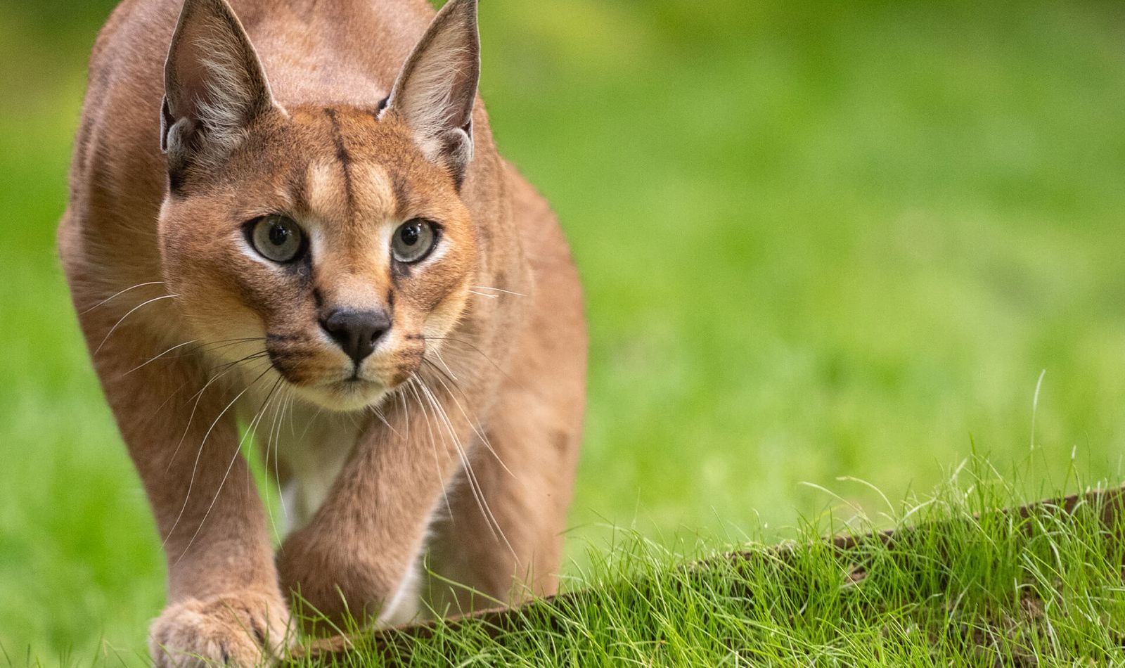Caracal - Animaux extraordinaires du ZooParc