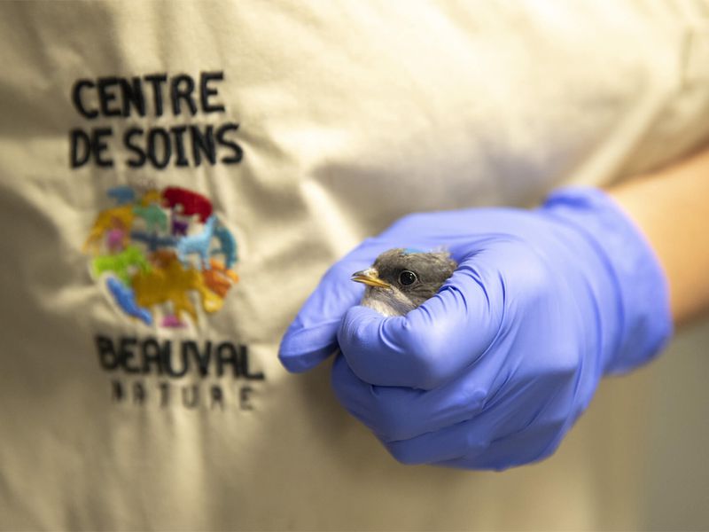 Hirondelle juvénile - Centre de Soins - Association Beauval Nature - ZooParc de Beauval