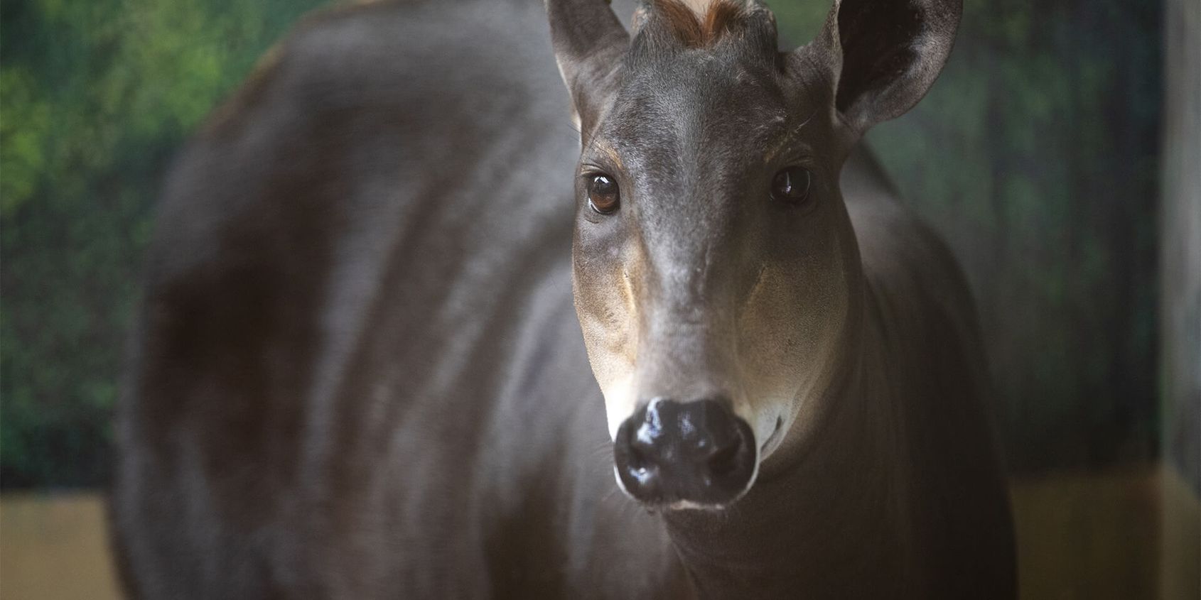 Céphalophe - Les animaux de La Plaine des Éléphants - ZooParc de Beauval