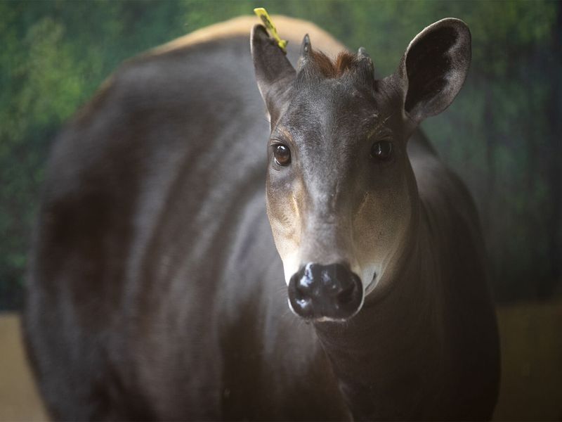 Céphalophe - Les animaux de La Plaine des Éléphants - ZooParc de Beauval Céphalophe - Les animaux de La Plaine des Éléphants - ZooParc de Beauval