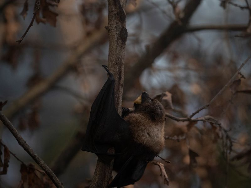 Chauves-souris de Rodrigues - Animaux extraordinaires du ZooParc Chauves-souris de Rodrigues - Animaux extraordinaires du ZooParc