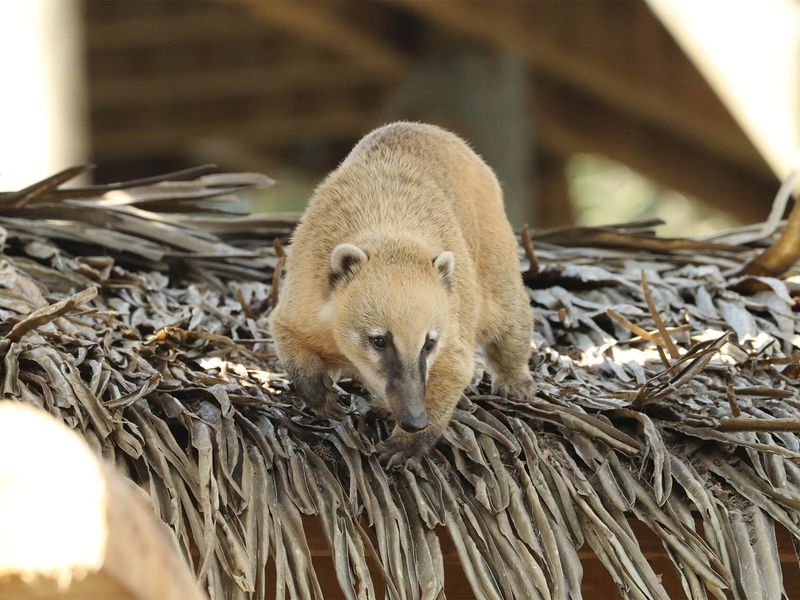 Coati roux - Animaux extraordinaires du ZooParc