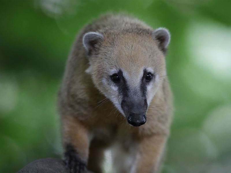Coati roux - Animaux extraordinaires du ZooParc
