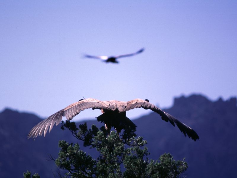 Condor des Andes - Beauval Nature - Spectacle d'oiseaux - Les Maîtres des Airs Condor des Andes - Beauval Nature - Spectacle d'oiseaux - Les Maîtres des Airs
