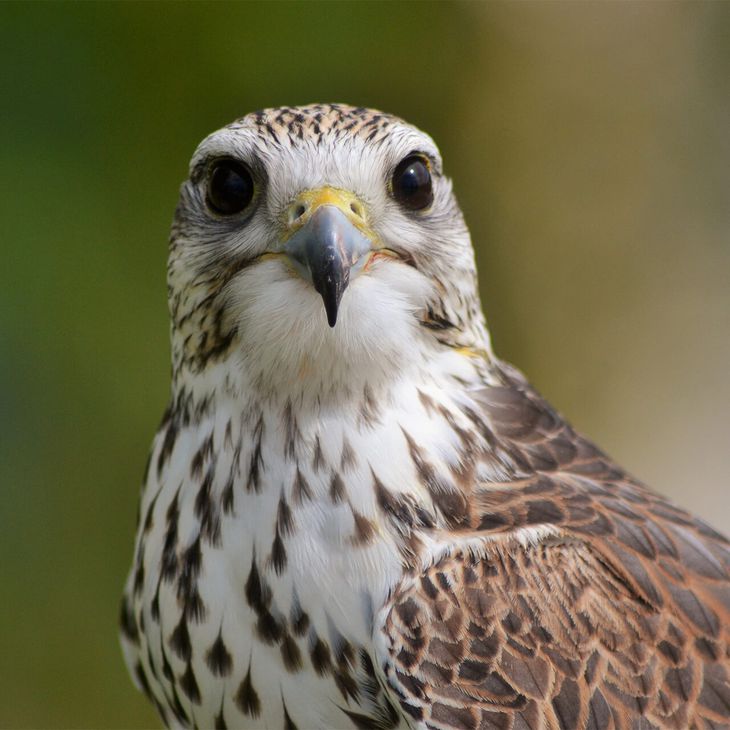 Faucon sacré - Contactez-nous - ZooParc de Beauval
