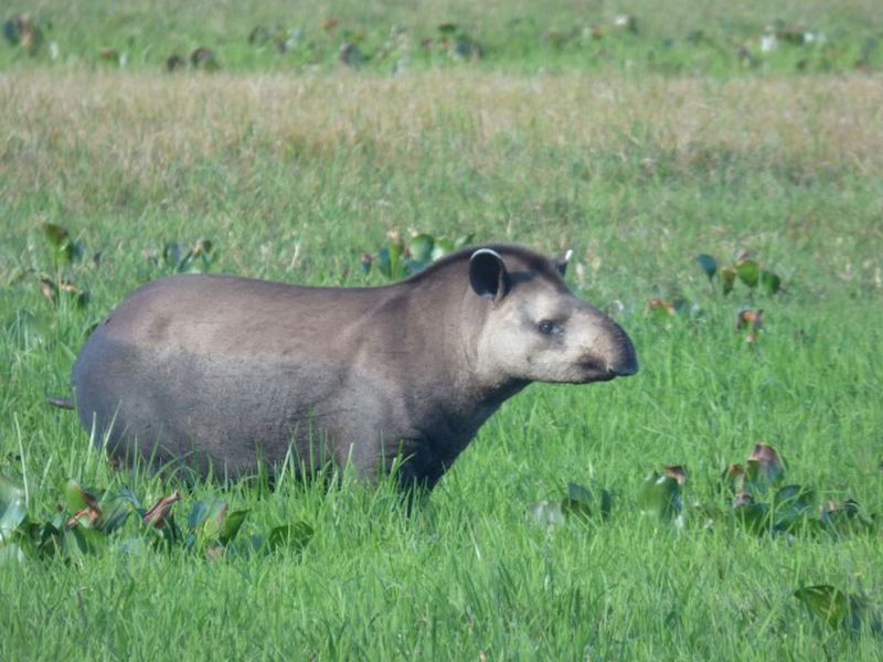 Tapir terrestre - Animaux extraordinaires du ZooParc Tapir terrestre - Animaux extraordinaires du ZooParc