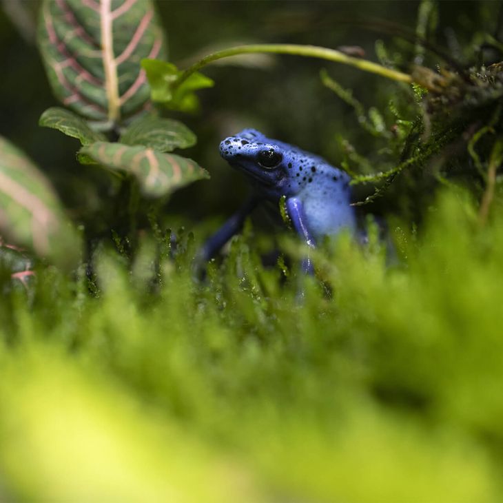 Dendrobate à tapirer - Animaux extraordinaires du ZooParc