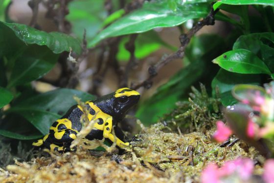 Dendrobates leucomelas