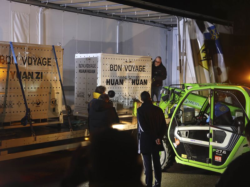 Départ couple pandas géants Huan Huan et Yuan Zi - ZooParc de Beauval Départ couple pandas géants Huan Huan et Yuan Zi - ZooParc de Beauval