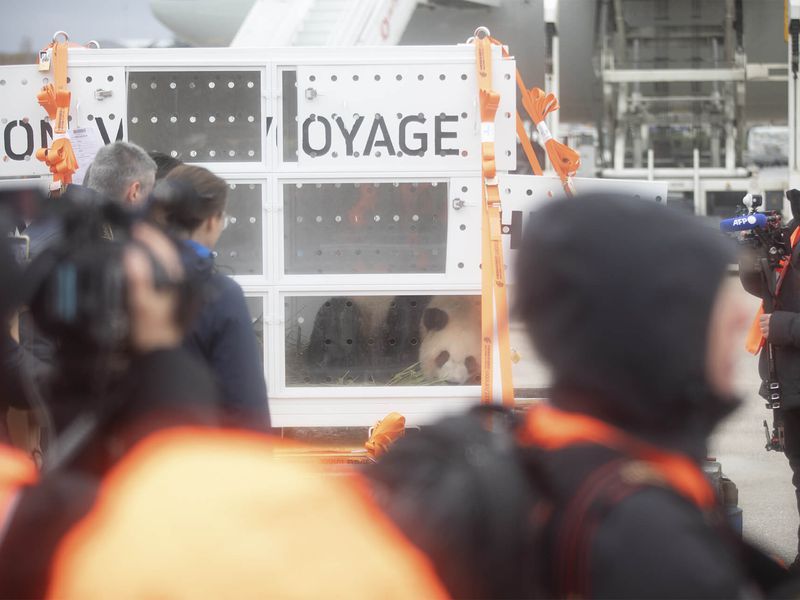 Départ Huan Huan et Yuan Zi - Pandas géants - ZooParc de Beauval