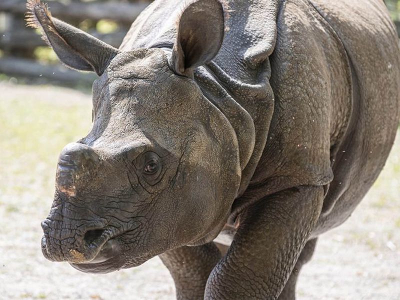 Gainda, notre rhinocéros indien - Les animaux de La Plaine Asiatique - ZooParc de Beauval Gainda, notre rhinocéros indien - Les animaux de La Plaine Asiatique - ZooParc de Beauval