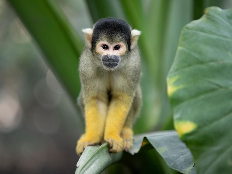 Saïmiri - Les animaux extraordinaires du Dôme Équatorial - ZooParc de Beauval