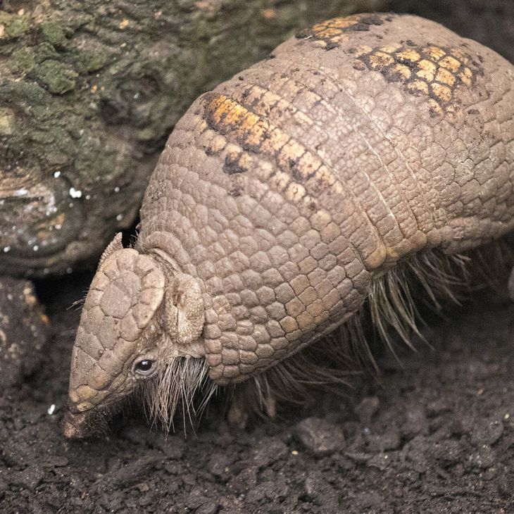 Tatou à 3 bandes - Consulter les modalités de l'utilisation des données personnelles - ZooParc de Beauval
