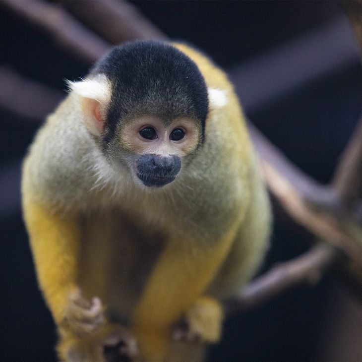 Saïmiri de Bolivie - Dossiers de presse - ZooParc de Beauval