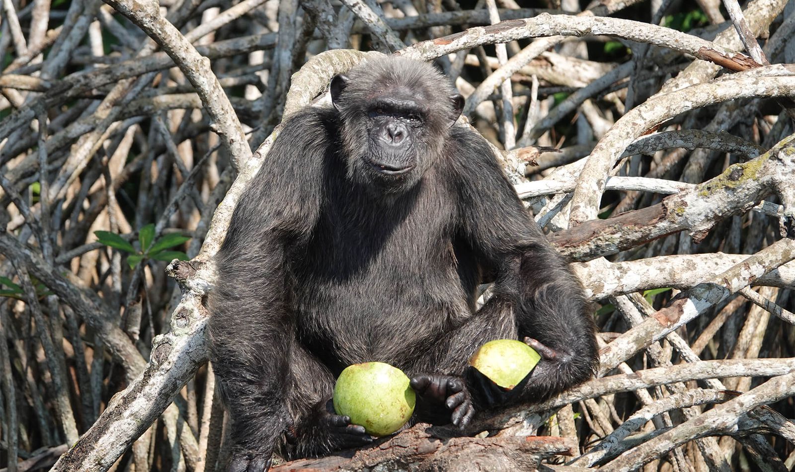 Tamarin pinché - Association Beauval Nature - ZooParc de Beauval
