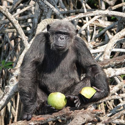 Tamarin pinché - Association Beauval Nature - ZooParc de Beauval