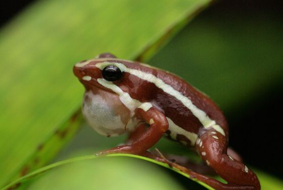 Epipedobate tricolor