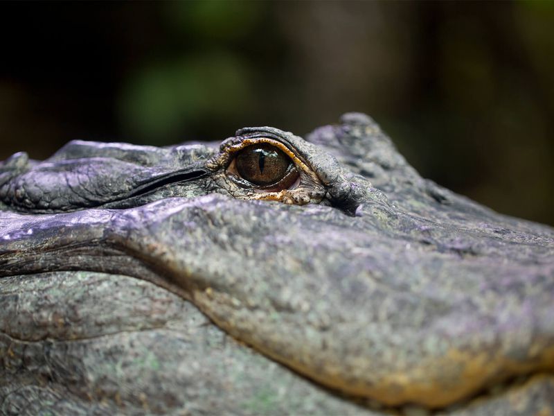 Alligator du Mississipi - Animaux extraordinaires du ZooParc Alligator du Mississipi - Animaux extraordinaires du ZooParc