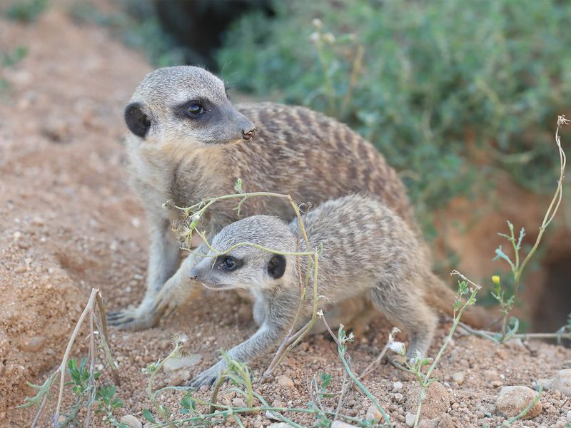 Suricates - Animaux extraordinaires du ZooParc Suricates - Animaux extraordinaires du ZooParc