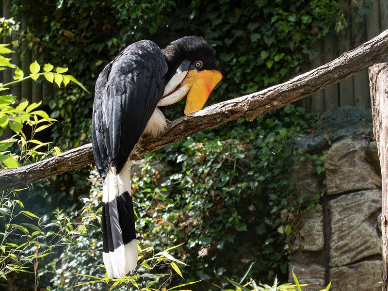 Calao rhinocéros - Animaux extraordinaires du ZooParc Calao rhinocéros - Animaux extraordinaires du ZooParc