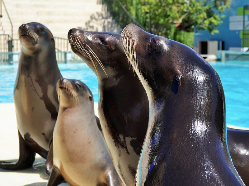 Otaries - Animaux extraordinaires du ZooParc Otaries - Animaux extraordinaires du ZooParc