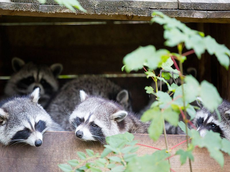 Ratons laveurs - Animaux extraordinaires du ZooParc