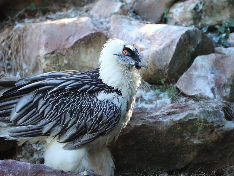 Gypaète barbu - Animaux extraordinaires du ZooParc Gypaète barbu - Animaux extraordinaires du ZooParc