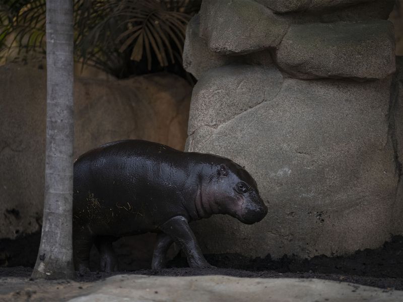Hippopotame nain - Animaux extraordinaires du ZooParc
