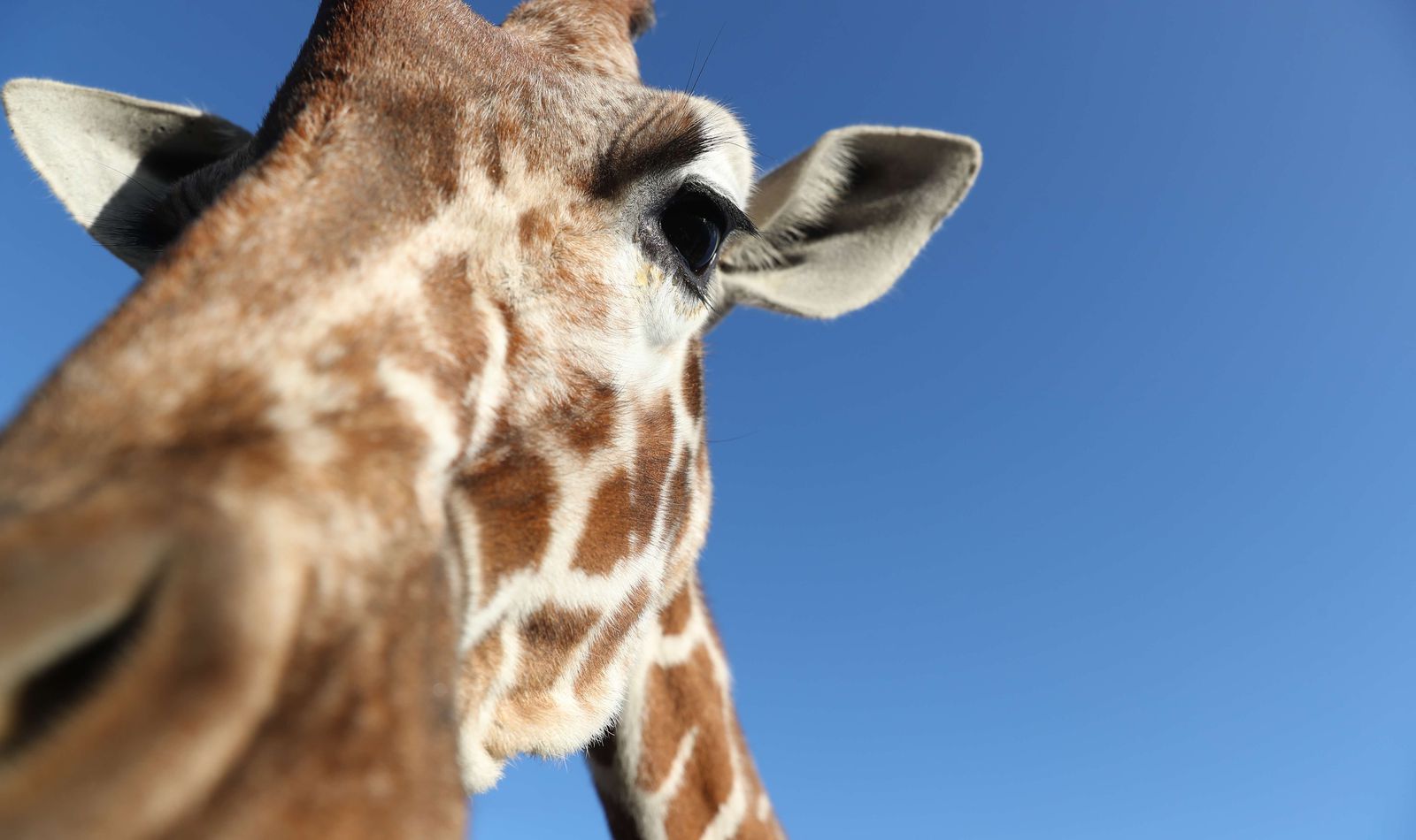 Girafe réticulée - Animaux extraordinaires du ZooParc