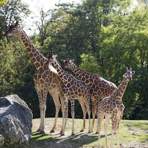 Girafes