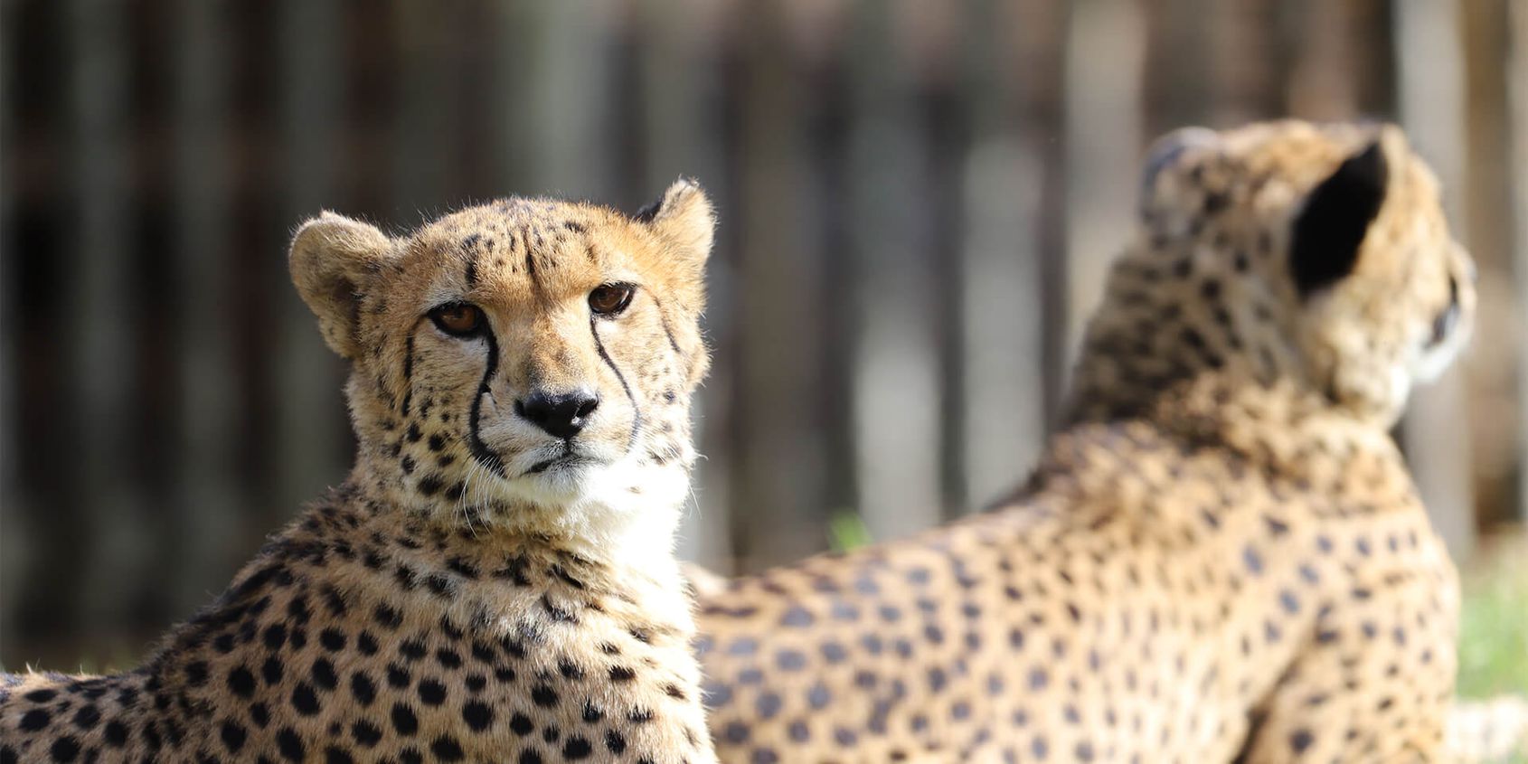 Guépards allongés - Les animaux du Territoire des Guépards - ZooParc de Beauval