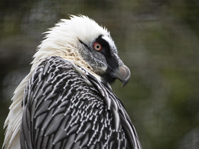 Gypaète barbu - Animaux extraordinaires du ZooParc Gypaète barbu - Animaux extraordinaires du ZooParc