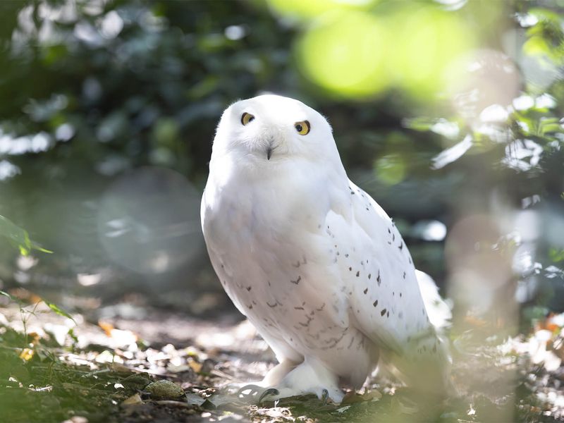 Harfang des neiges - Animaux extraordinaires du ZooParc