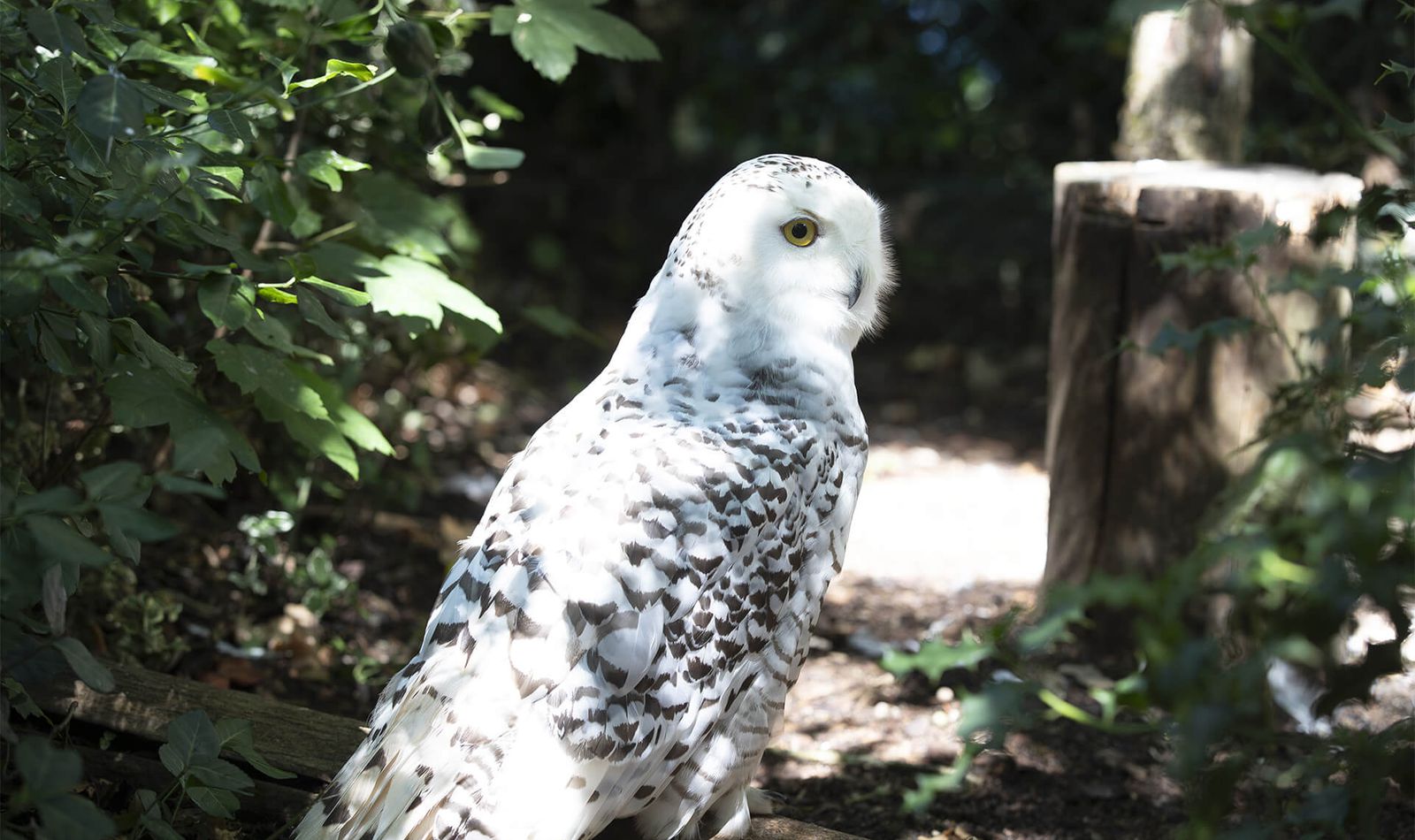 Harfang des neiges - Animaux extraordinaires du ZooParc