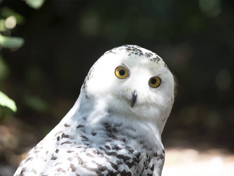 Harfang des neiges - Animaux extraordinaires du ZooParc