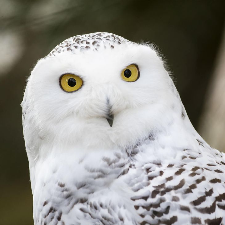 Harfang des neiges - Animaux extraordinaires du ZooParc