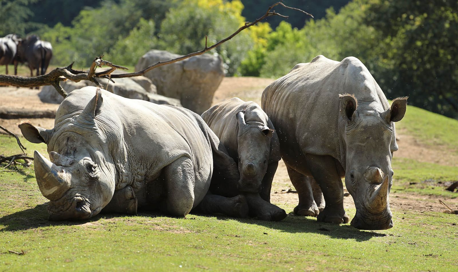 Rhinocéros blanc - Animaux extraordinaires du ZooParc