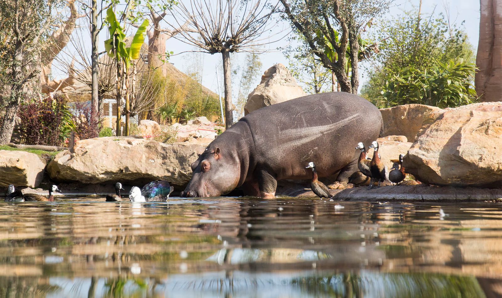 Hippopotame - Animaux extraordinaires du ZooParc