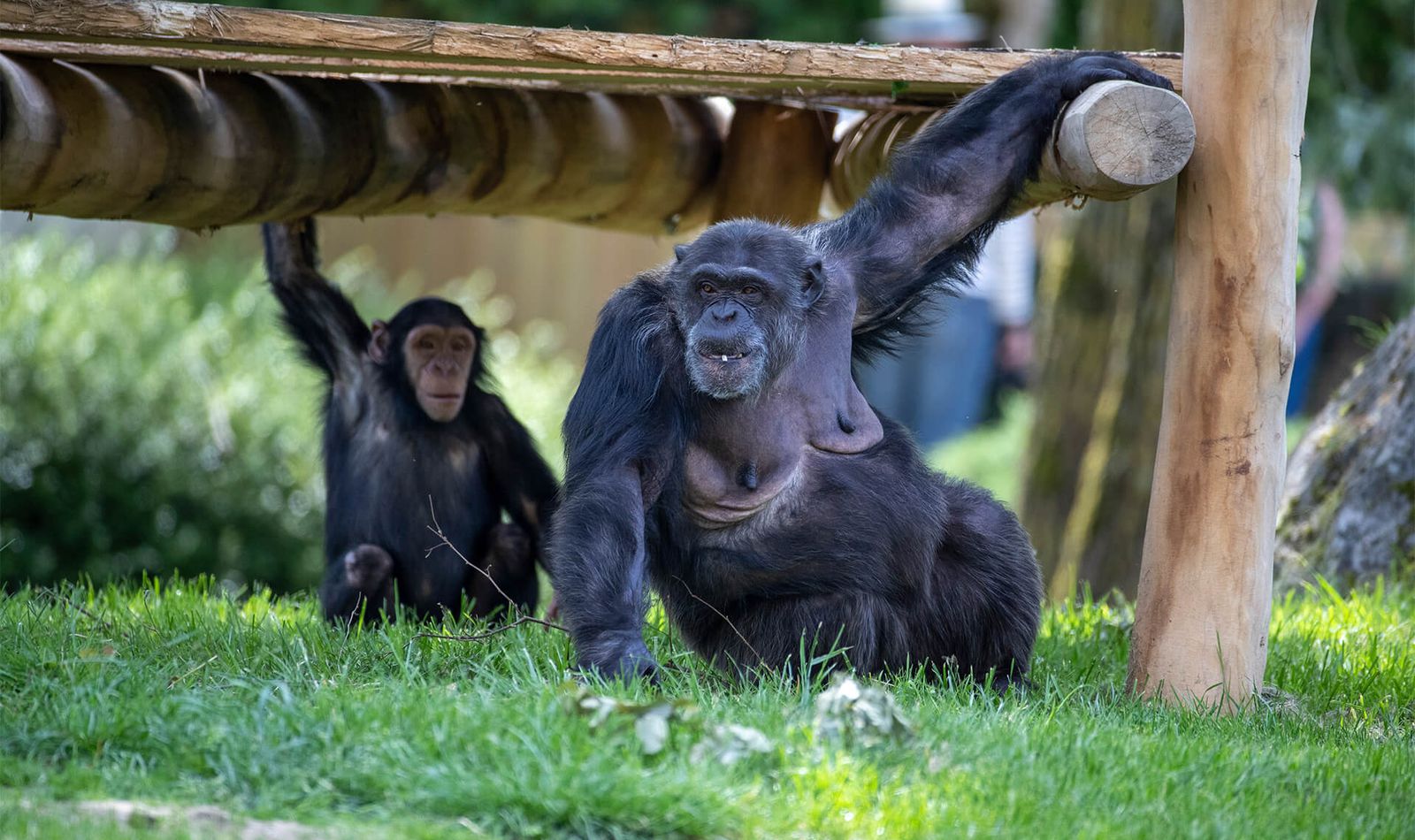 Chimpanzés - Animaux extraordinaires du ZooParc
