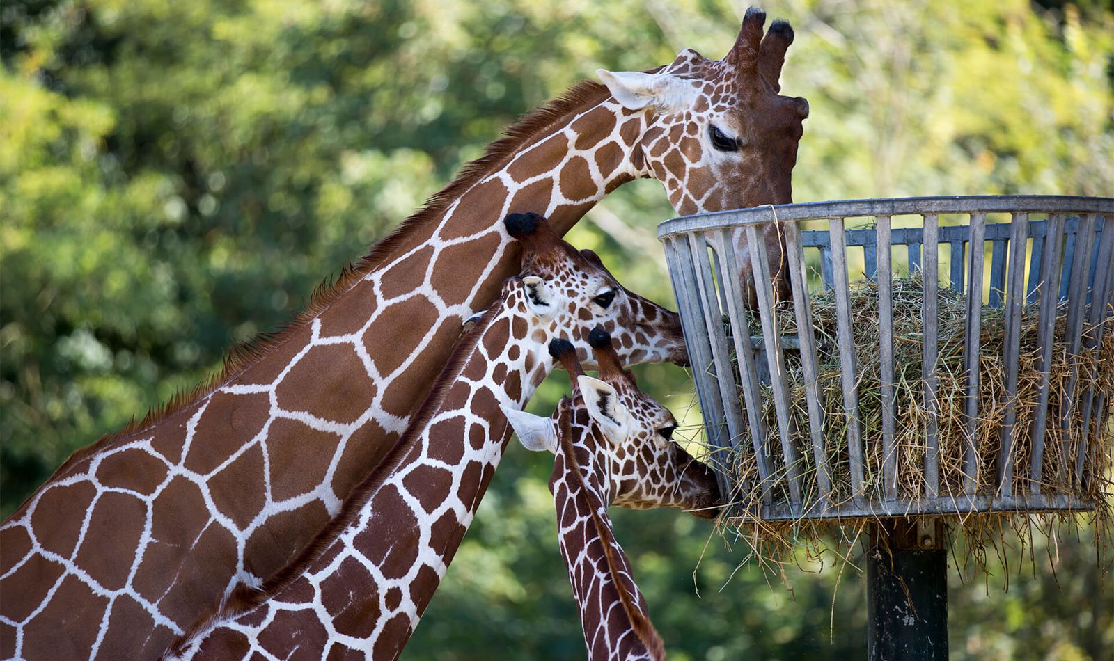 Girafes réticulées - Animaux extraordinaires du ZooParc