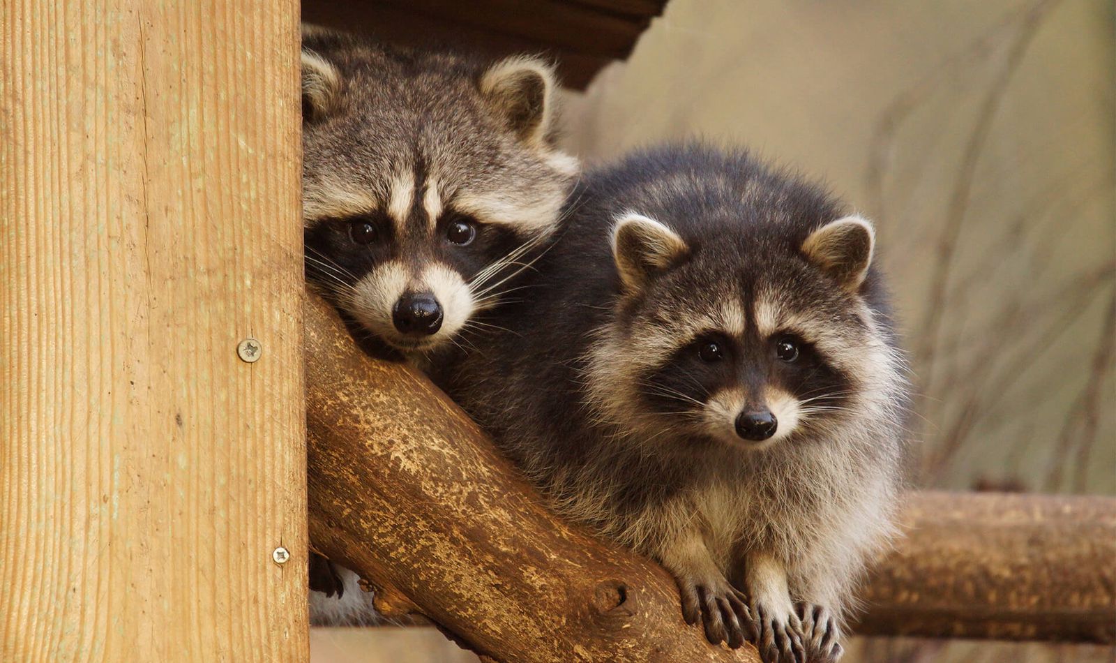 Ratons laveurs - Animaux extraordinaires du ZooParc
