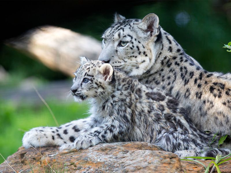 Panthère des neiges - Animaux extraordinaires du ZooParc