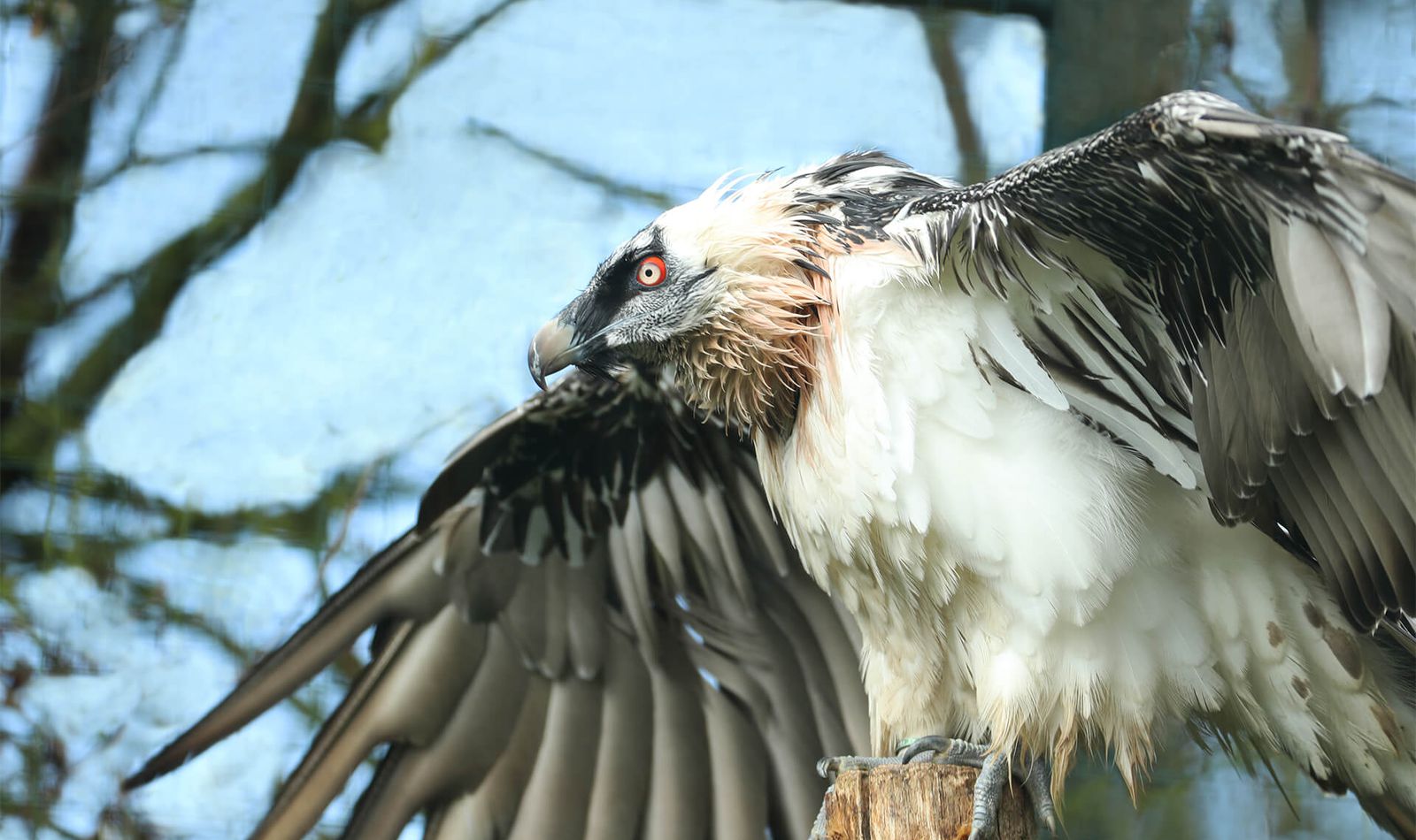 Gypaète barbu - Animaux extraordinaires du ZooParc