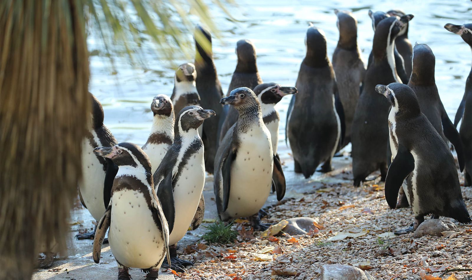 L'Allée Historique - Territoire du ZooParc de Beauval