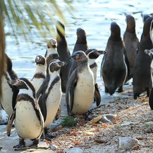 L'Allée Historique - Territoire du ZooParc de Beauval