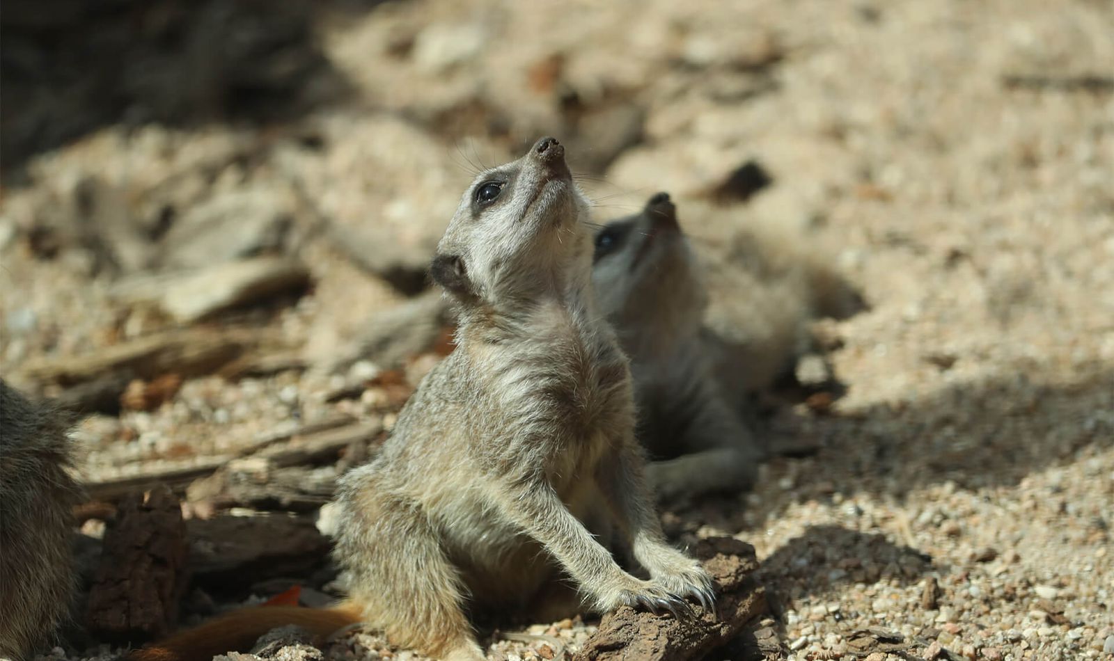 Suricates - Animaux extraordinaires du ZooParc