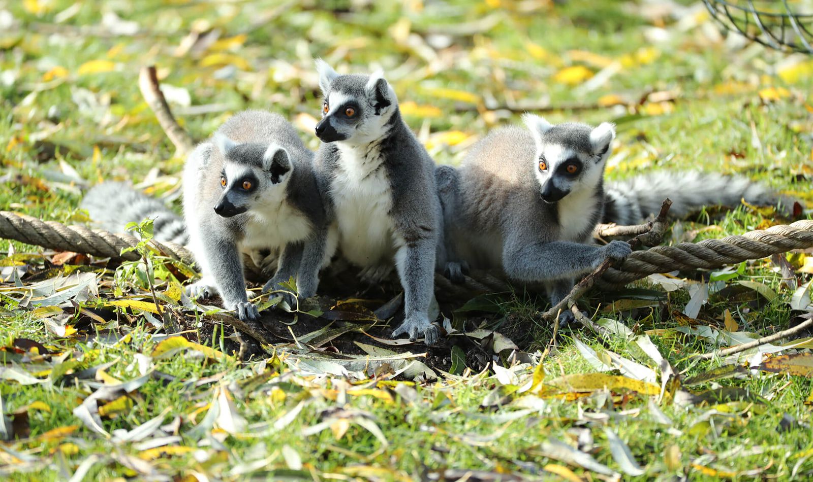 Makis cattas - Animaux extraordinaires du ZooParc